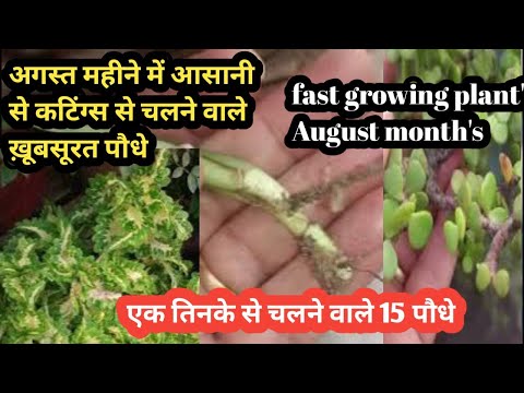 How to grow 15+Permanent fastgrowing plants from cutting in month august.@GardeningwithMalwinderkaur