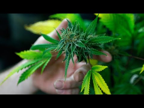 美國眾議院投票決定大麻非刑罪化 (U.S. House votes to decriminalize marijuana)