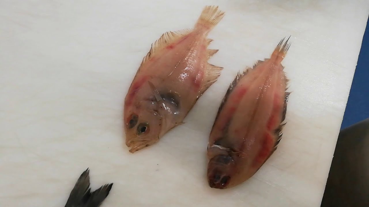 Como Limpiar Y Diferenciar Un Gallo de Un Mendo  | Hecho por un Pescatero