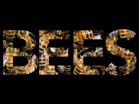 Bees Buzzing | Sound Effect (Copyright Free)