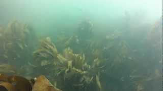 Pollock in the murk, snorkelling off Anglesey, North Wales