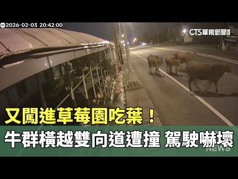 又闖進草莓園吃葉！　牛群橫越雙向道遭撞　駕駛嚇壞