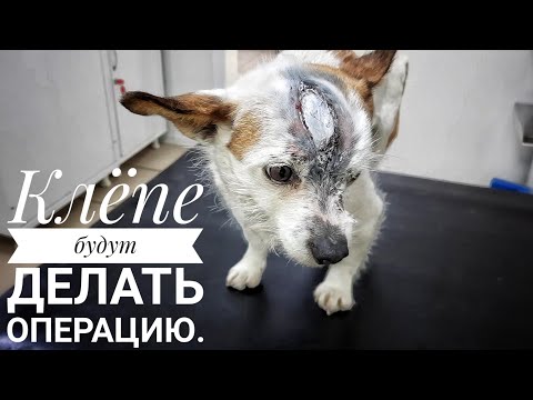 Клёпе зашили голову 🙏 На трассе подобрали старую собаку с больными ногами и вернули обратно😒