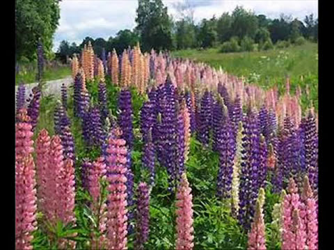 J. Karjalainen Electric Sauna - Villejä Lupiineja (live)