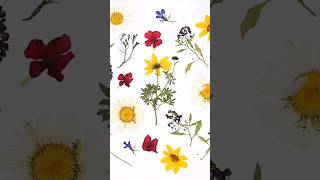 How to Press Flowers 💐