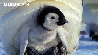 Download lagu Extraordinary Penguin Moments | BBC Earth | BBC Studios mp3 Download lagu Extraordinary Penguin Moments | BBC Earth | BBC Studios mp3