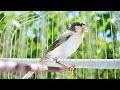 Canary Singing Most Spectacular Video Training Make Your Canary Singing Like Champion
