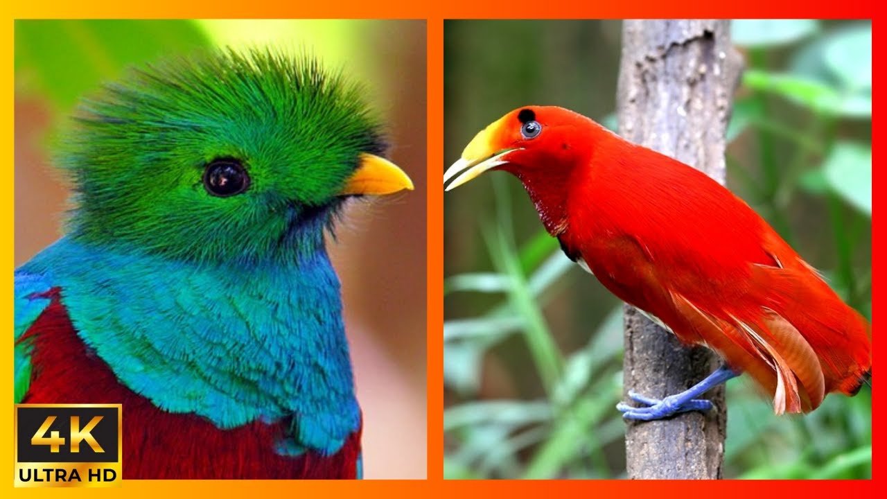 OS VINTE PÁSSAROS  MAIS  EXÓTICOS E RAROS, ENCONTRADOS NO PLANETA.. DOCUMENTÁRIO DUBLADO. PARTE 2.