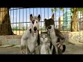 Hollywood Movies In Hindi Dubbed Trending Viral Videos