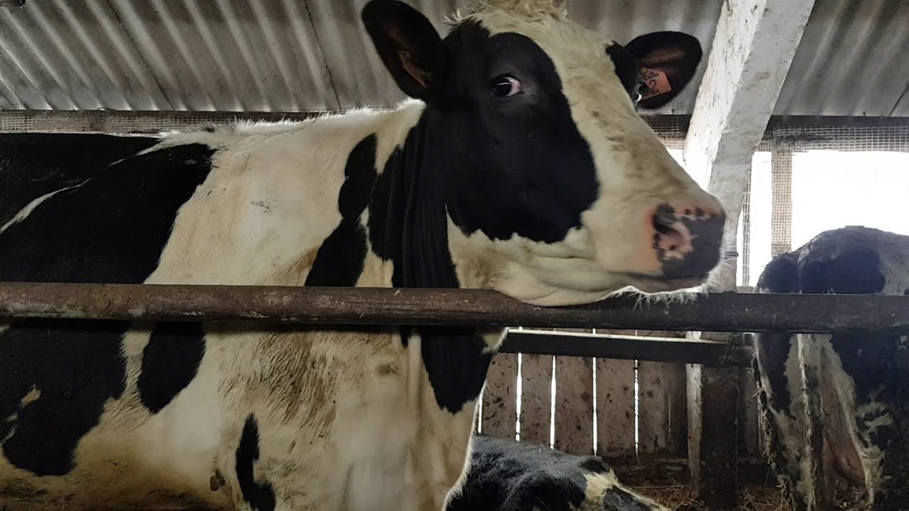 35 литров молока Племенные нетели Голштинизация от 85 процентов кровность 35 liters of milk Breed