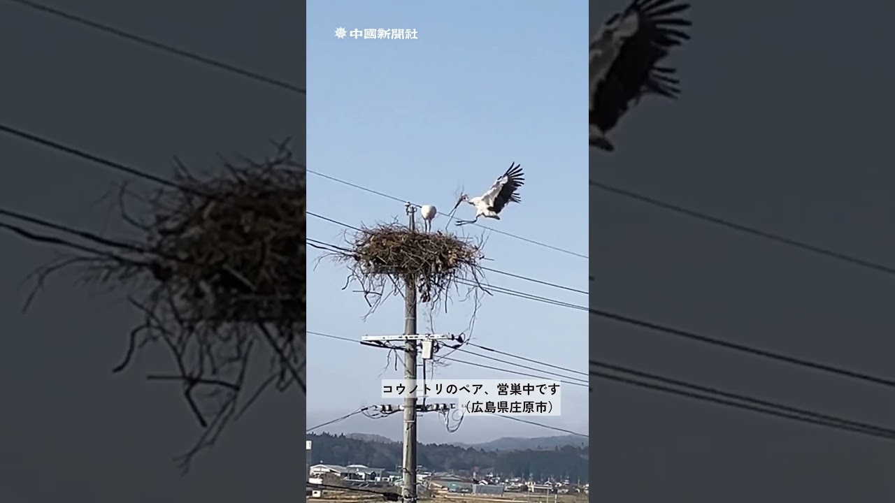 庄原市でコウノトリ営巣　産卵、ひな誕生なら広島県内2カ所目