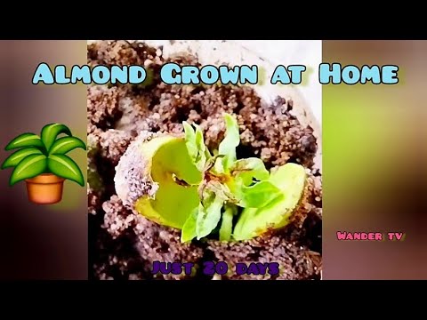 Almond Grown at Home in just 30 days Wander Tv#shorts