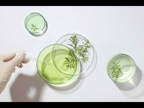 Tea Tree Essential Oil