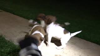 Video preview image #1 Jack Russell Terrier Puppy For Sale in HONEY BROOK, PA, USA