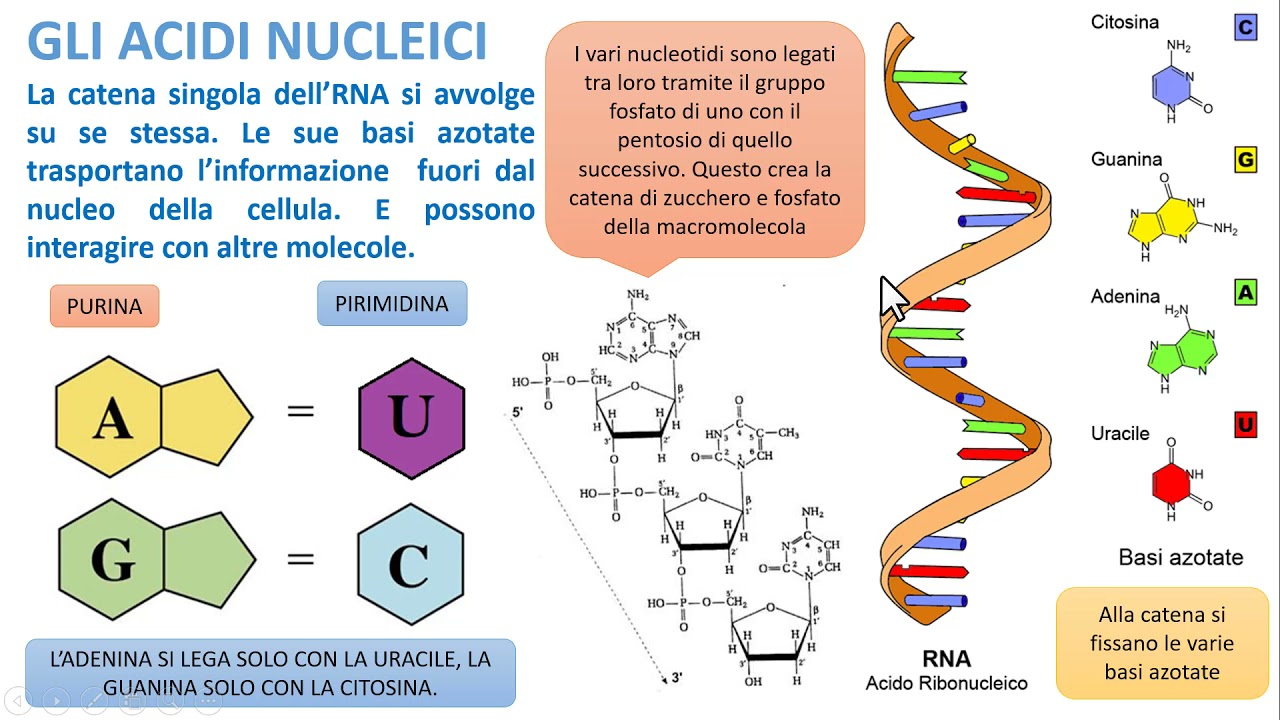 GLI ACIDI NUCLEICI