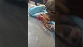 Video preview image #1 Mutt Puppy For Sale in NYC, NY, USA