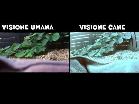 Farmaci a un gatto da vermi il prezzo Ho un verme di nastro