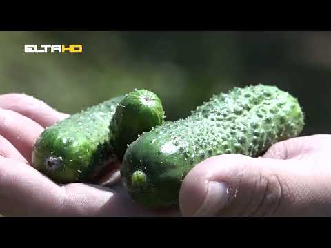 BL HRONIKA 07 09 21  - BERBA KORNISONA