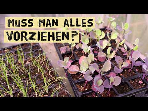 Platzmangel? Direktsaat im Permagarten: Besser als Vorziehen!