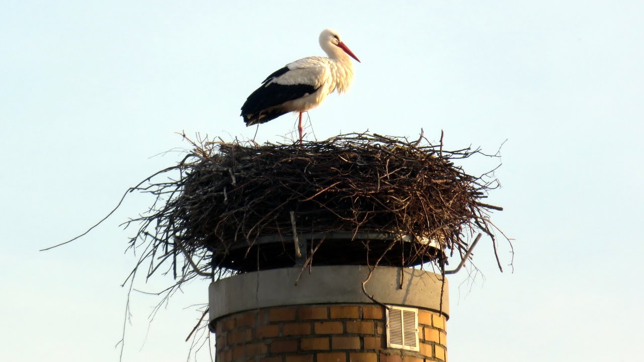 Live webcam view of Wittgensdorf Stork Nest Cam