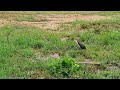 White breasted Waterhen Bird Calling 🔊 | Trap Sound