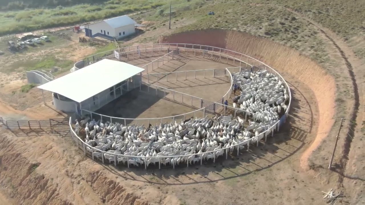 É NO CURRAL QUE O PECUARISTA PERDE MAIS DINHEIRO. SAIBA COM EVITAR ISSO