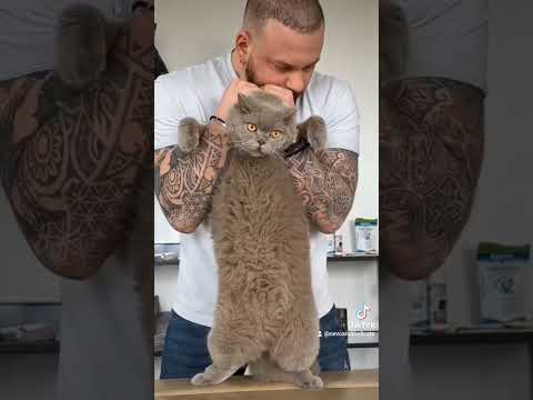 #cats #cat #nevoandthe8cats #animals #Chiropractic #chiropractor #animalchiropractor #poppingmyback