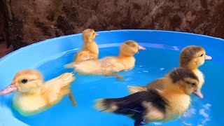 Menemukan Bebek Bebek Lucu Melompat Berenang Minum Air Dikolam Warna Warni Pelangi