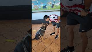 Video preview image #1 German Shepherd Dog-Unknown Mix Puppy For Sale in San Jose, CA, USA