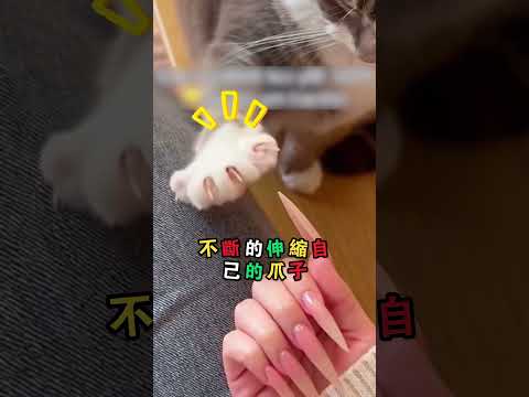 本想向貓咪展示美甲，結果反被貓咪教育（TT：@pttthao1989）