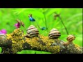 Adult Swim Bumps For April 22nd 2016