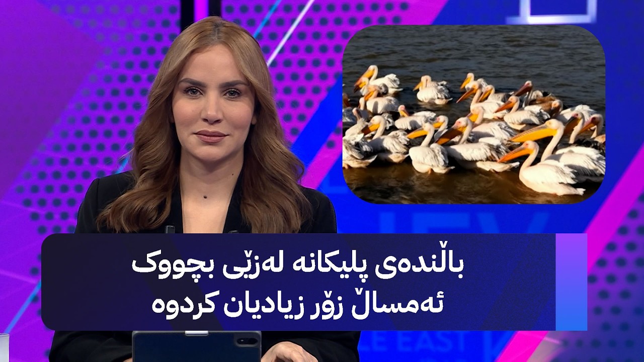 ڤیدیۆ | باڵندەی پلیکانە لەزێی بچووک ئەمساڵ زۆر زیادیان کردوە