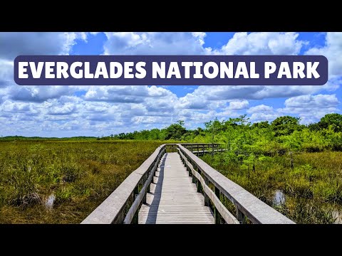 Loads of Gators! Everglades National Park 🐊 | Florida