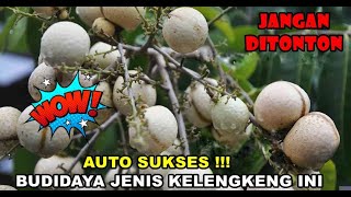 Download lagu 5 JENIS KELENGKENG TERBAIK CEPAT BERBUAH !!! COCOK TABULAMPOT & COCOK UNTUK PEMULA I RAWA TANI mp3 Download lagu 5 JENIS KELENGKENG TERBAIK CEPAT BERBUAH !!! COCOK TABULAMPOT & COCOK UNTUK PEMULA I RAWA TANI mp3