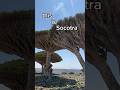 SOCOTRA The Most Beautiful Place In The World Traveler Socotra Yemen Worldtravel Nature