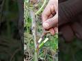 Grafting Rose Flower Multi Color Very Easy Grafting Rose