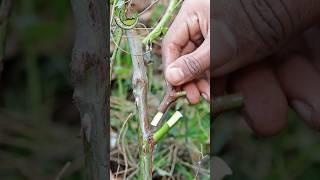 Grafting rose flower multi color very easy #grafting #rose