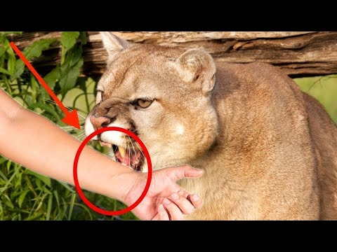 The Most Dangerous Big Cats in the World