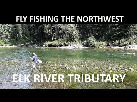 Fly Fishing British Columbia's Elk River Tributary in August [Episode #109]