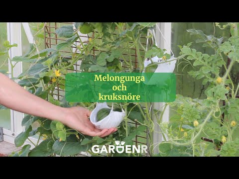 Melongunga och kruksnöre - Trädgårdshacks med GardenR