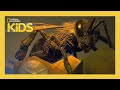 Buggin Out Weird But True S1 E9 Full Episode Natgeokids