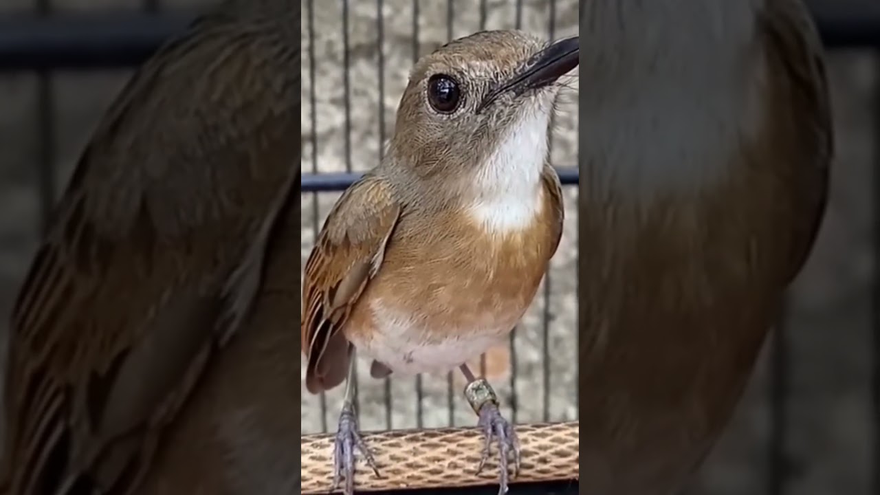 burung srdc gacor dor