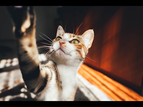 😂 Funniest 😻 Cats and 🐶 Dogs   Awesome Funny Pet Animals' Life Videos 😇