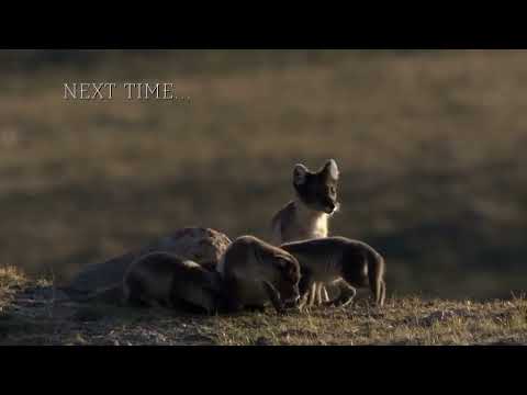 Going It Alone   Animal Super Parents