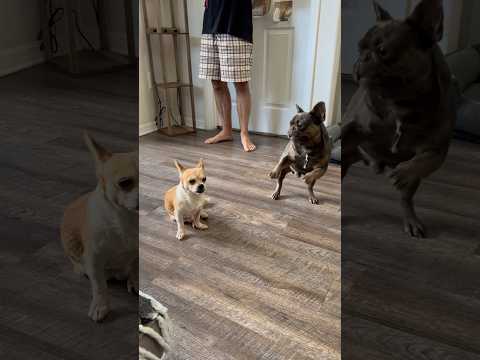 Big brother is aggressive🤭 #dog #bulldog #puppy #frenchie #frenchbulldog #frenchies #doglover #dogs