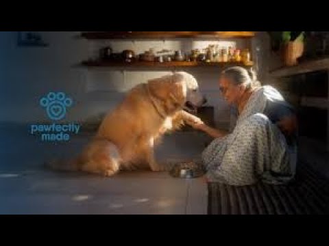 Pawfectly Made - Tales of Love: Hridaan & Chikoo | Hand-picked by Good Ads Matter