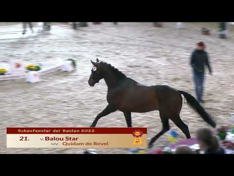 21 Balou Star  Quidam de Revel - Lasino