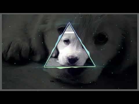 Ông già mù và con chó/ BÙI CAROON. Kẻ trộm chó OST