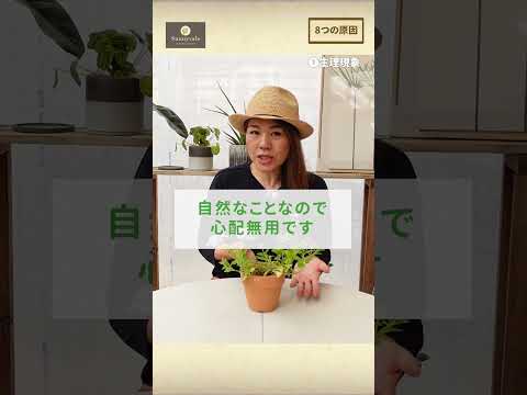 葉先が黒くなる原因は？どうすれば修正できますか?  庭園