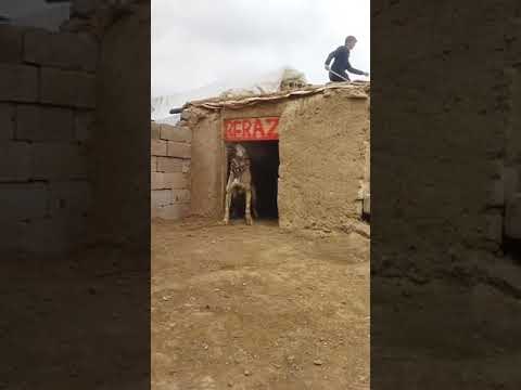 Biggest Dangerous Dog Attack Man